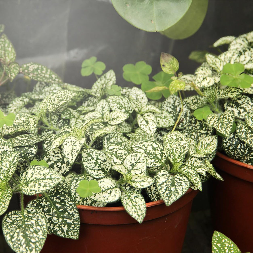 MiracleLED Greenhouse In A Box 6ft LED Grow Light Kit