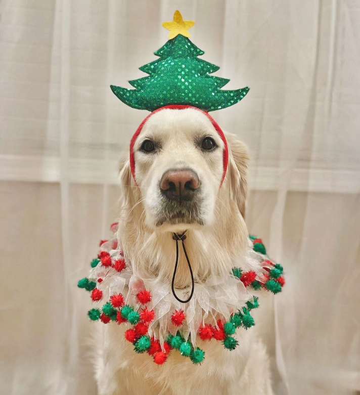Midlee Christmas Pom Pom Decorative Dog Collar