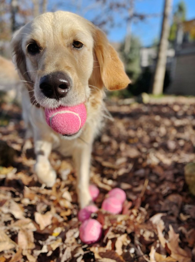 Midlee Pink Happy Birthday Dog Tennis Balls