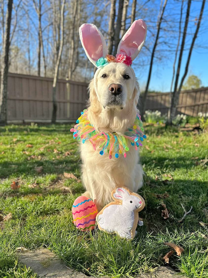 Midlee Easter Egg Decorative Dog Collar