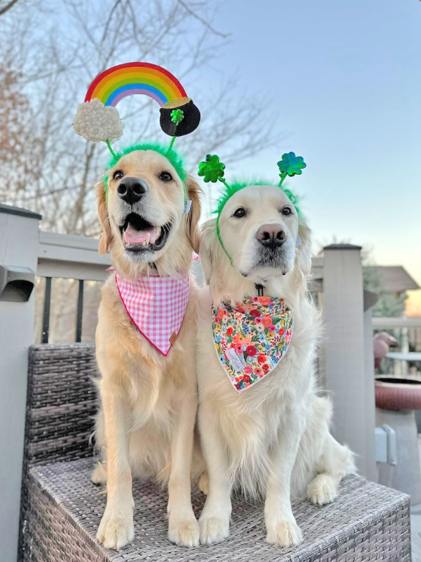 Midlee St. Patrick's Day Shamrock Dog Headband