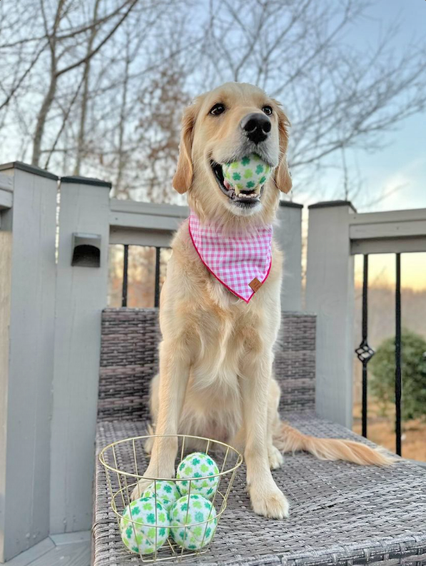 St. Patrick's Day Shamrock Dog Tennis Balls (Regular)