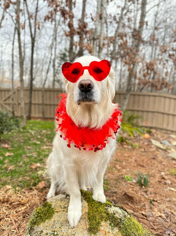 Midlee Valentine's Day Lips Decorative Dog Collar