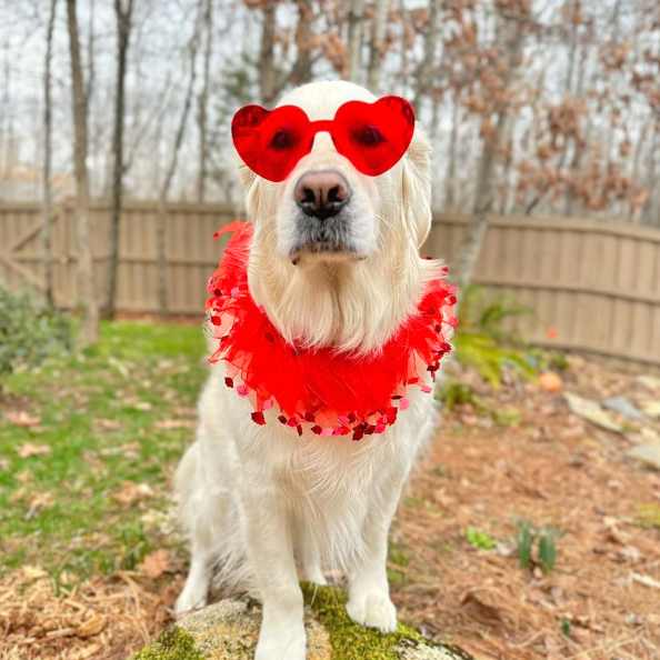 Midlee Valentine's Day Lips Decorative Dog Collar