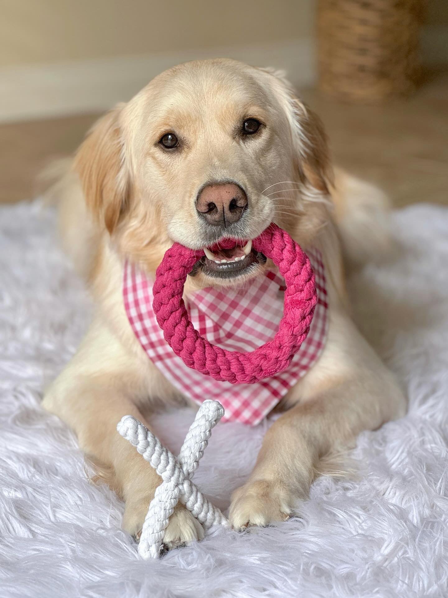 Midlee XO Valentine's Rope Dog Toy