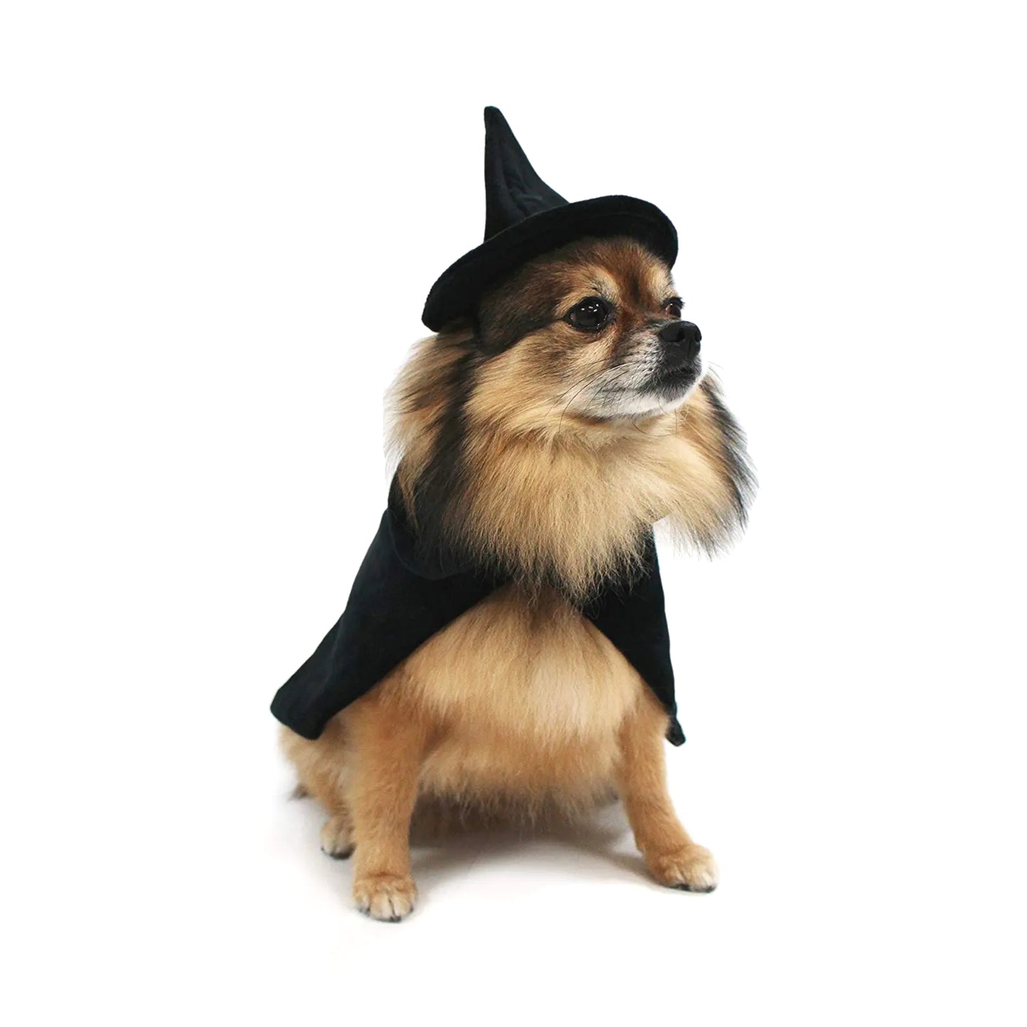 Midlee Halloween Witch Cape and Hat Dog Costume