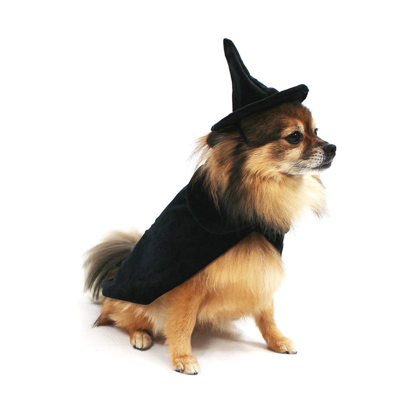Midlee Halloween Witch Cape and Hat Dog Costume
