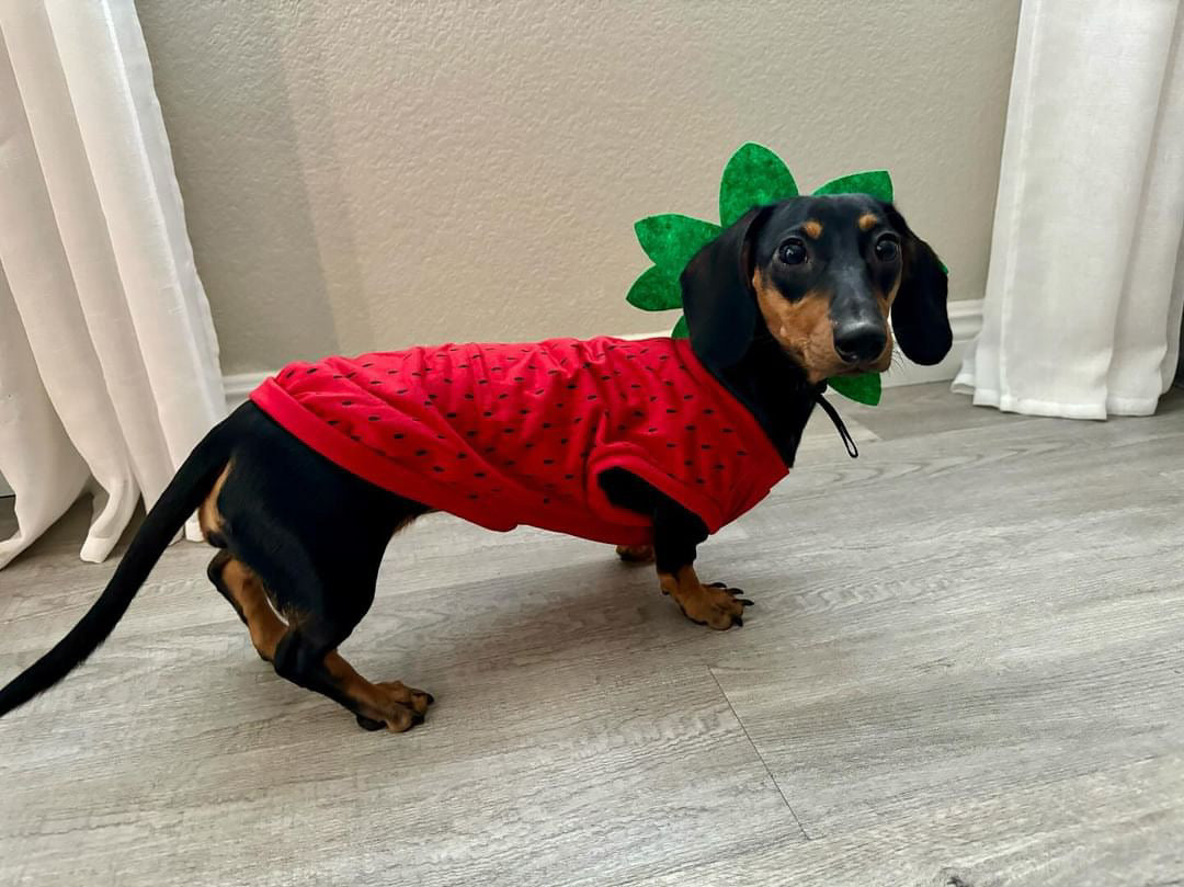 Midlee Strawberry Dog Costume