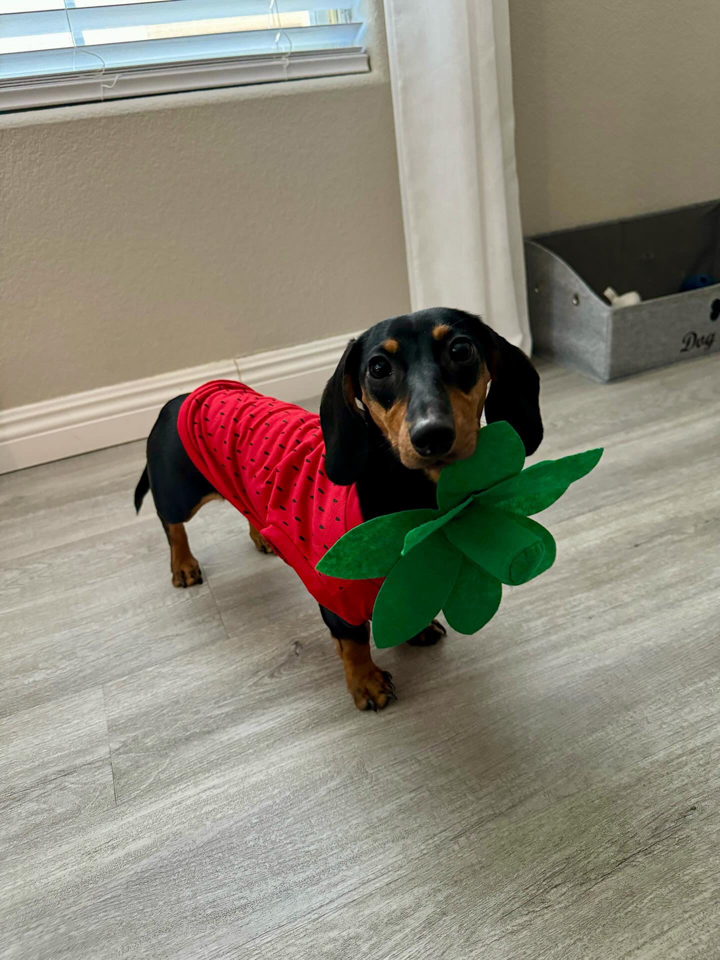 Midlee Strawberry Dog Costume