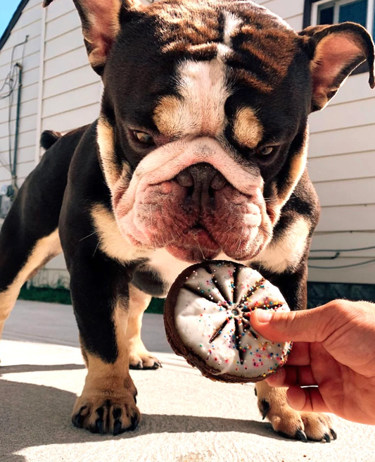 Lazy Dog Cookie Co. Happy Howlidays 6" Pup-Pie