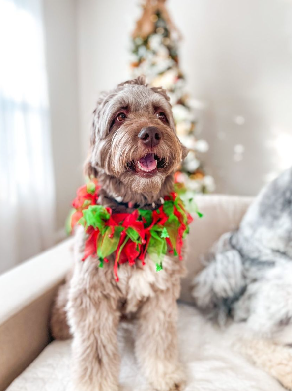 Midlee Jingle Bells and Christmas Trees Decorative Dog Collar