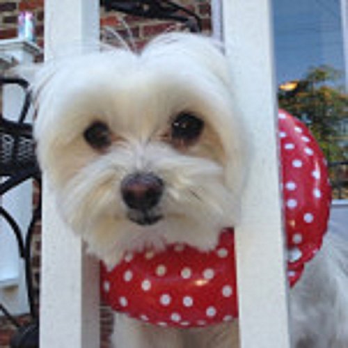 Puppy Bumpers® Rainy Day (Water Resistant) Keep Your Dog On The Safe Side Of The Fence - Red Dot 10"-13"