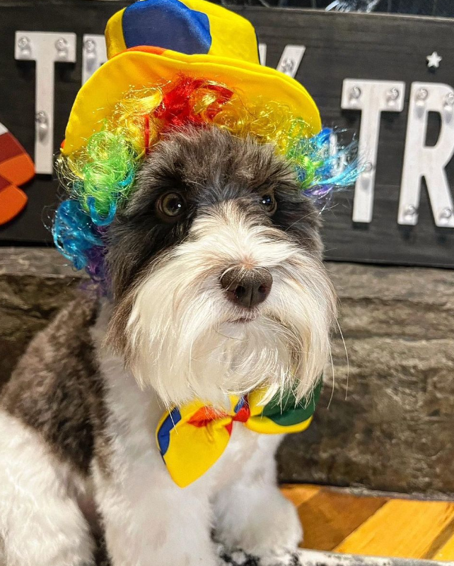 Midlee Clown Dog Costume Hat Wig & Bowtie