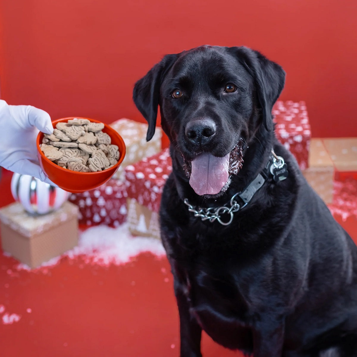 Bosco & Roxy's Frost Bites | Christmas Gift Dog Treats