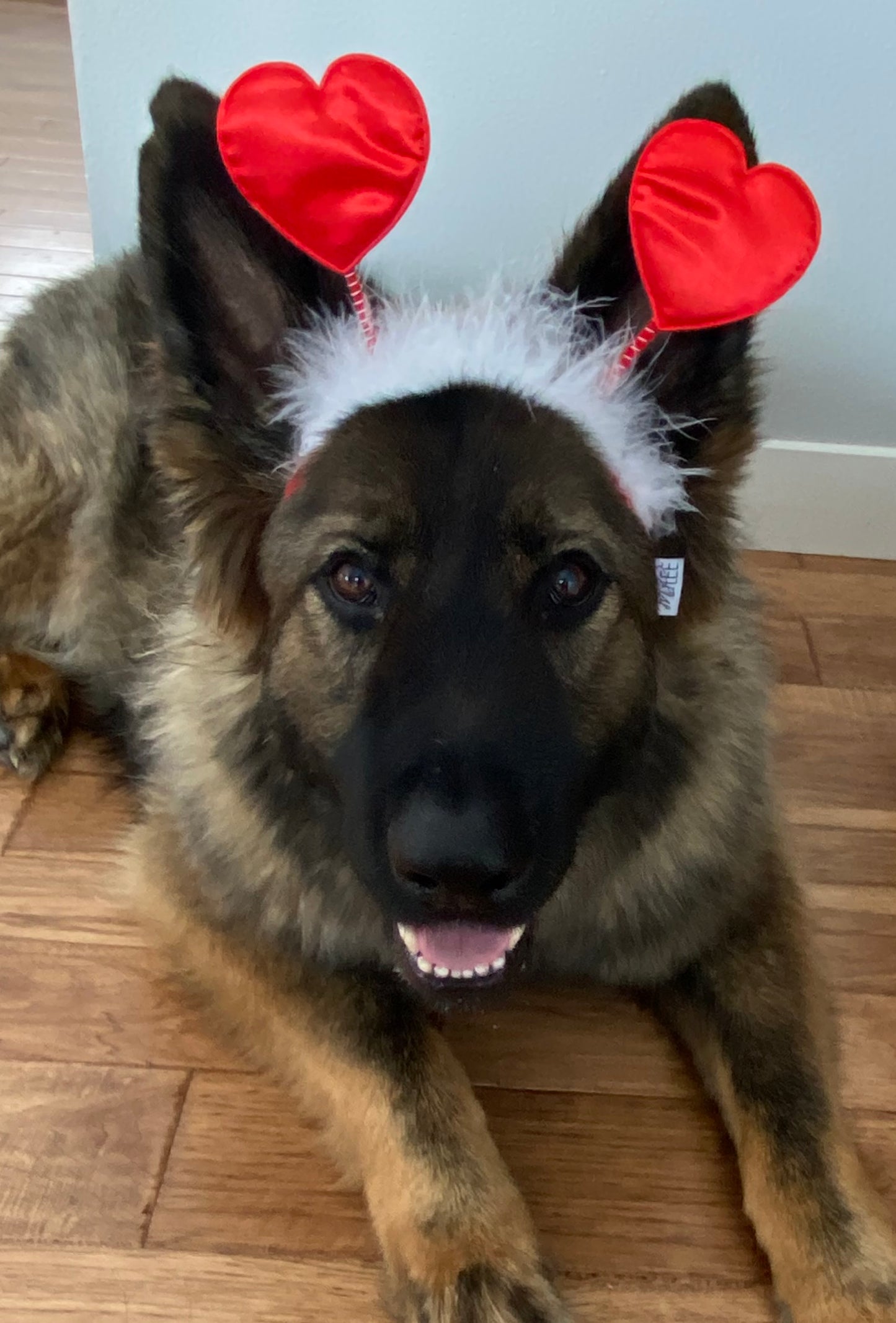 Midlee Valentine's Heart Large Dog Headband