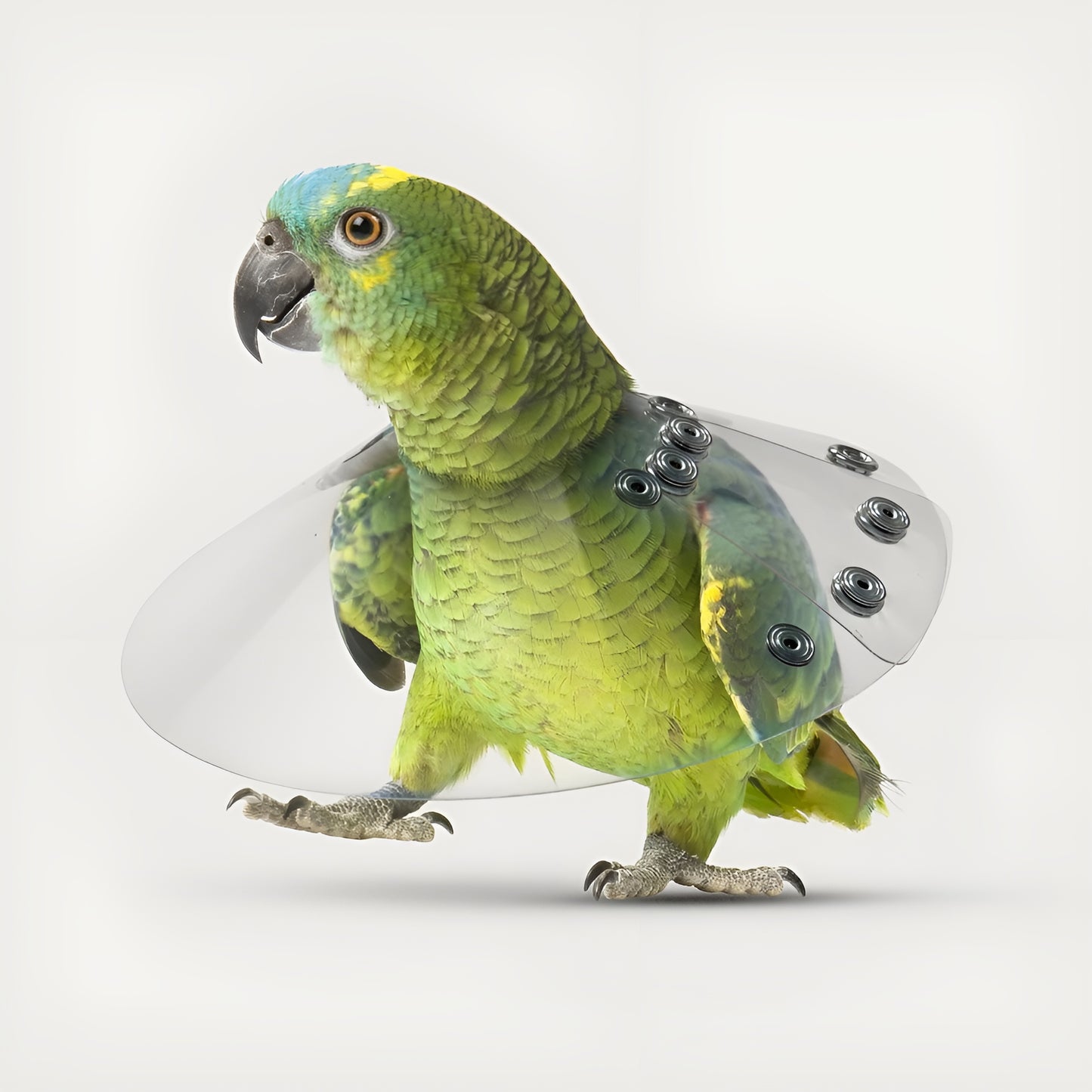 KVP Elizabethan Bird Collar, 4"