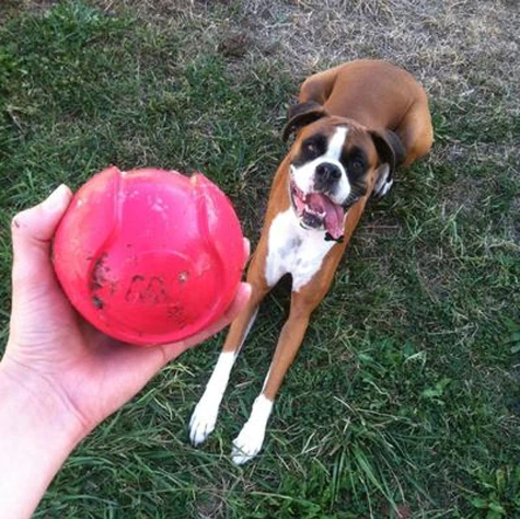 JW Pet iSqueak Bouncing Baseball Rubber Dog Toy(2" Diameter)-Assorted Colors