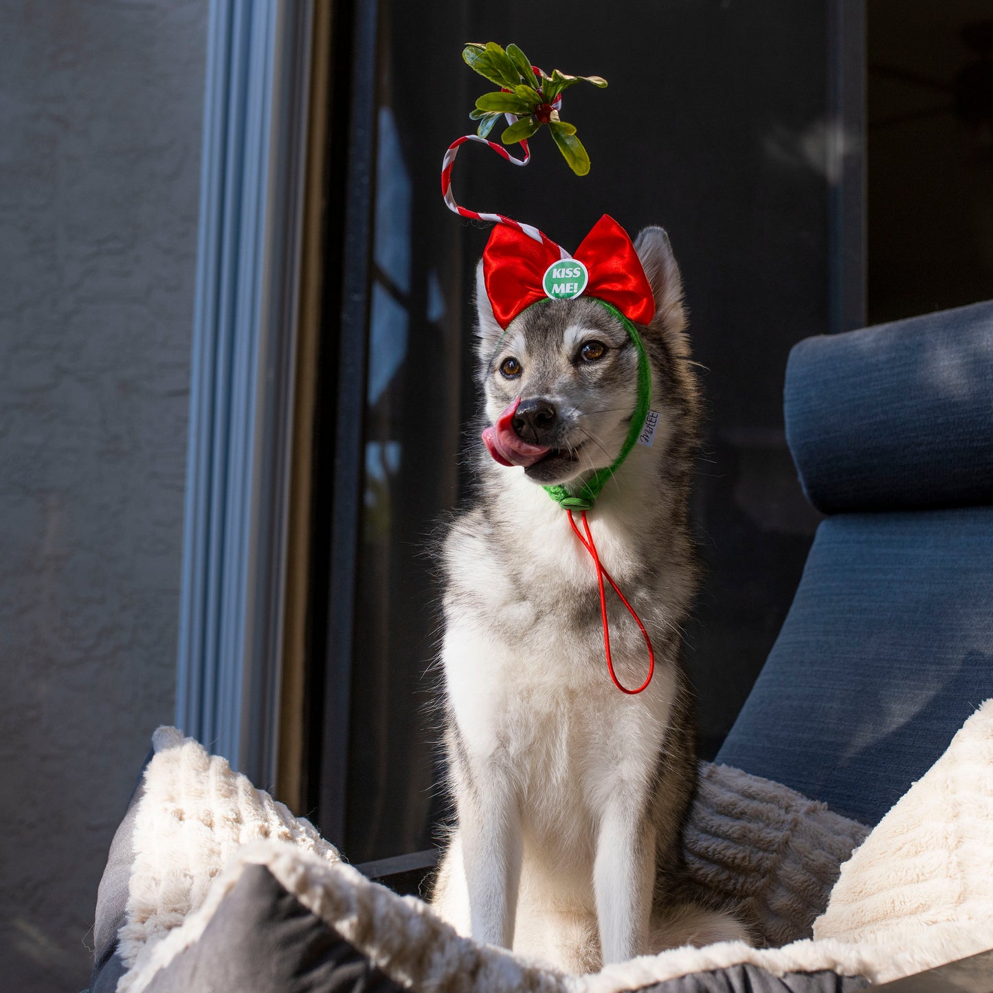 Midlee Christmas Mistletoe Dog Headband Costume