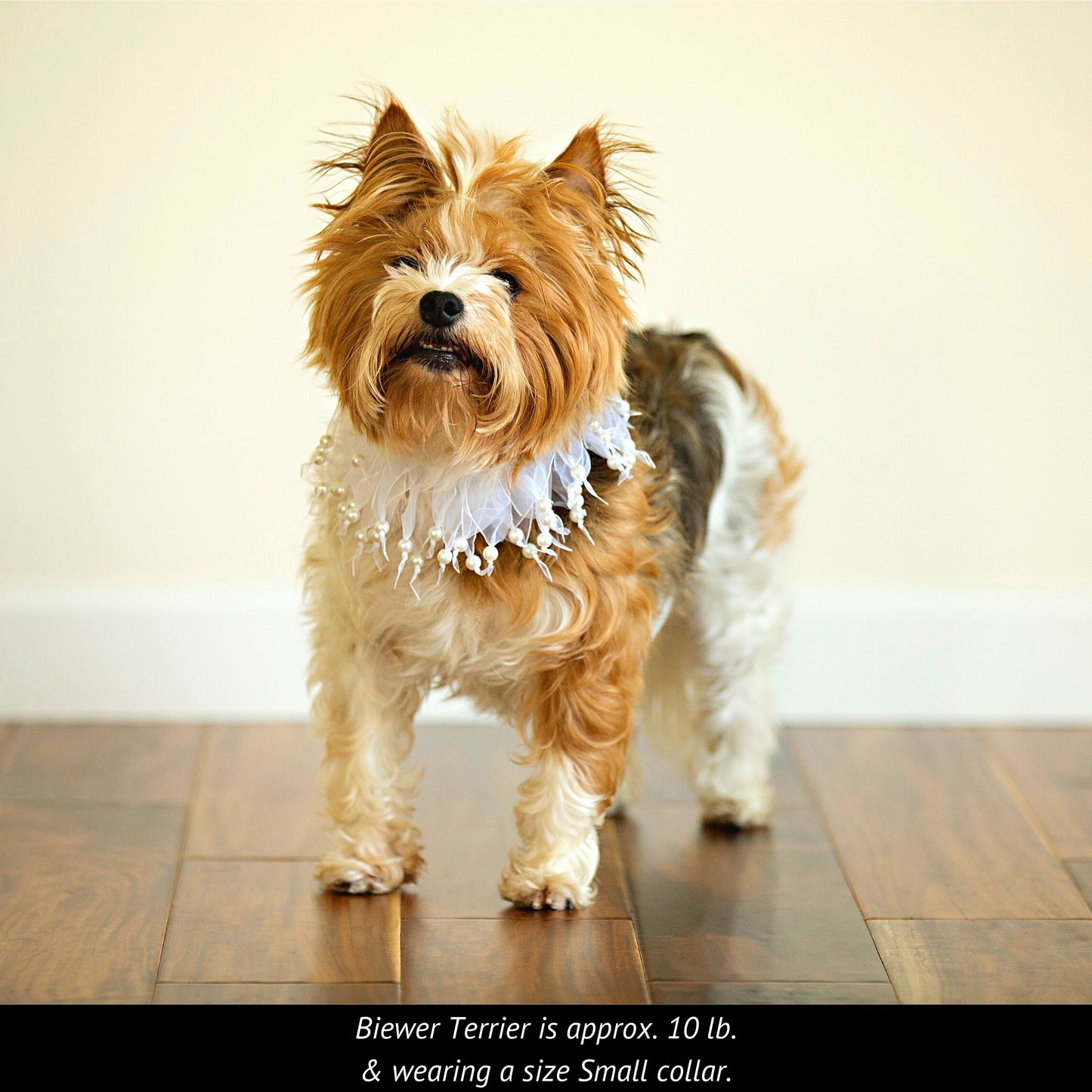 Midlee Wedding Pearl Bead Dog Collar