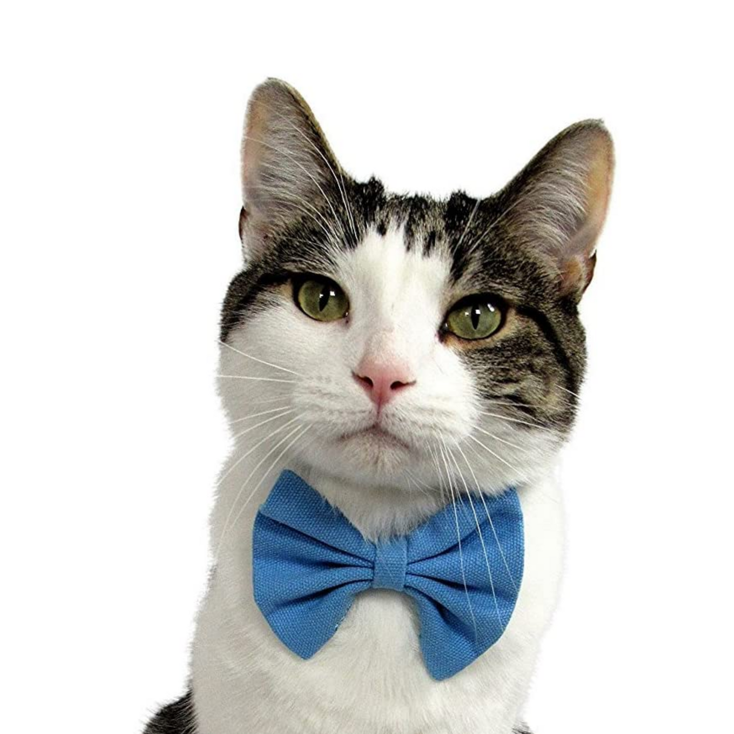 Midlee Bow Tie Cat Collar Canvas