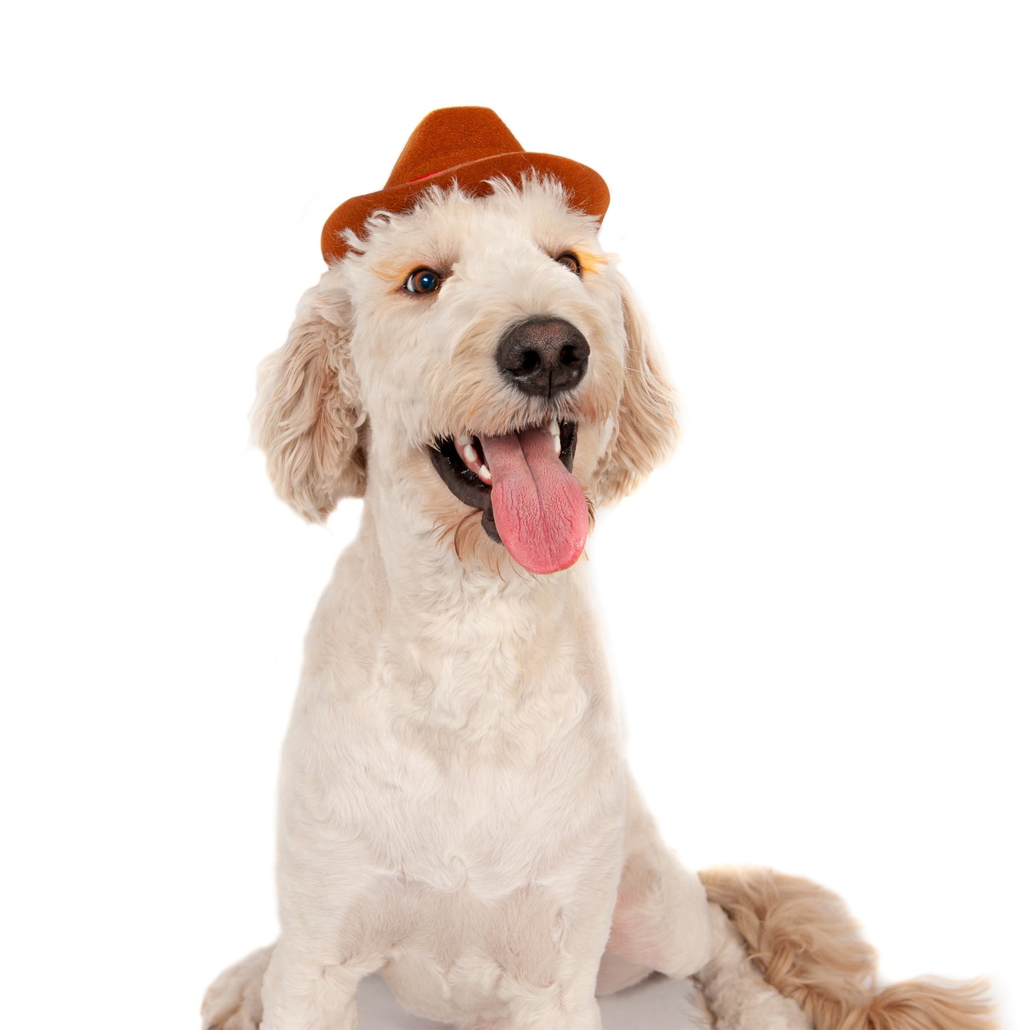 Midlee Cowboy Hat Dog Headband Halloween Costume- Large