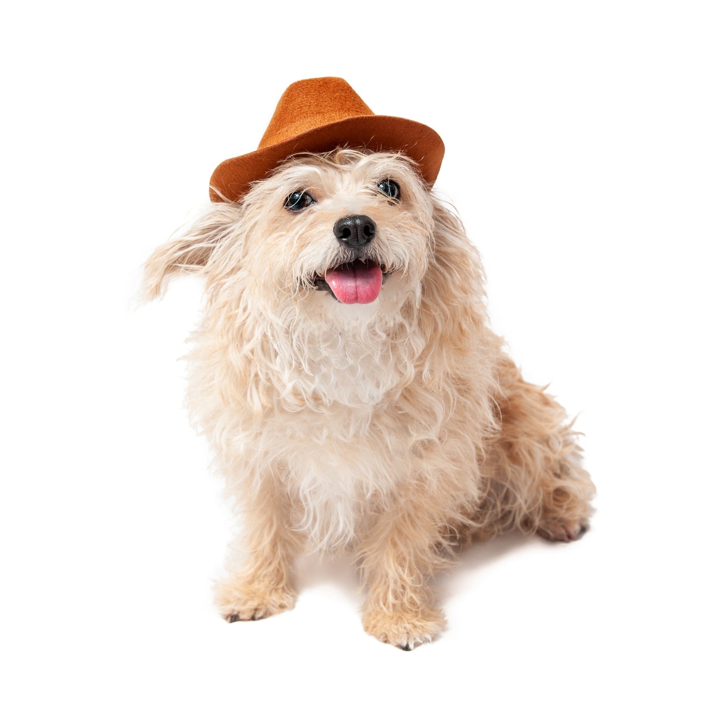 Midlee Cowboy Hat Dog Headband Halloween Costume- Large