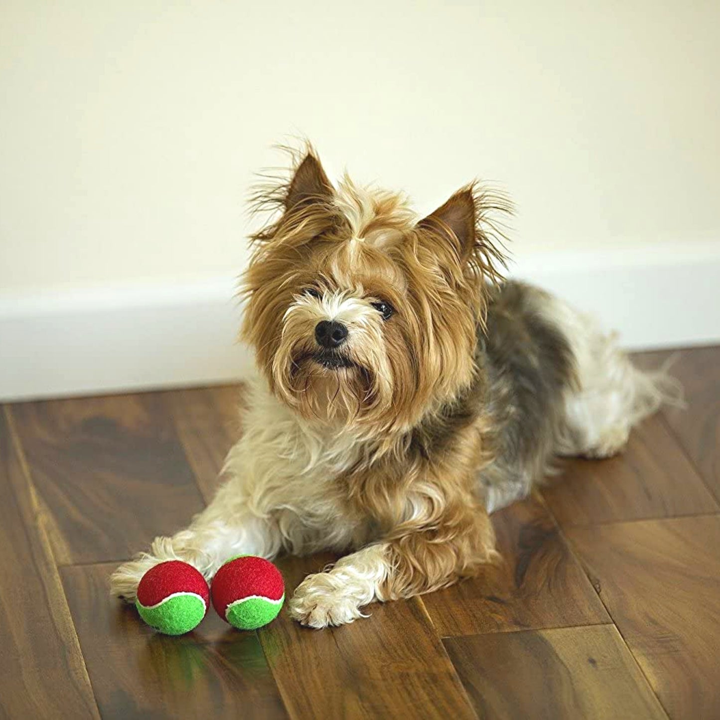 Midlee Candy Cane Filled 1.5" Dog Tennis Balls- Set of 6 Balls