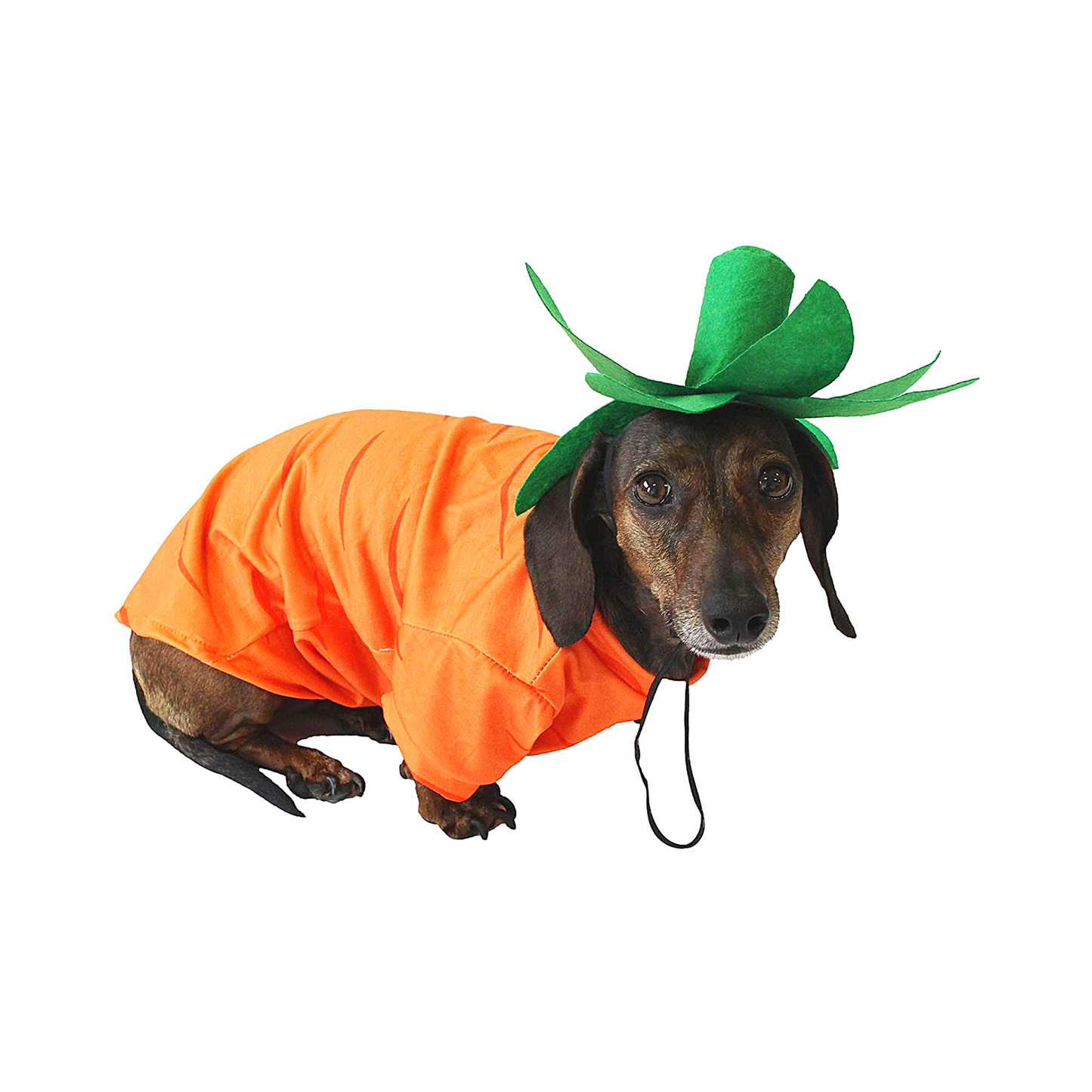 Midlee Carrot Easter & Halloween Dog Costume