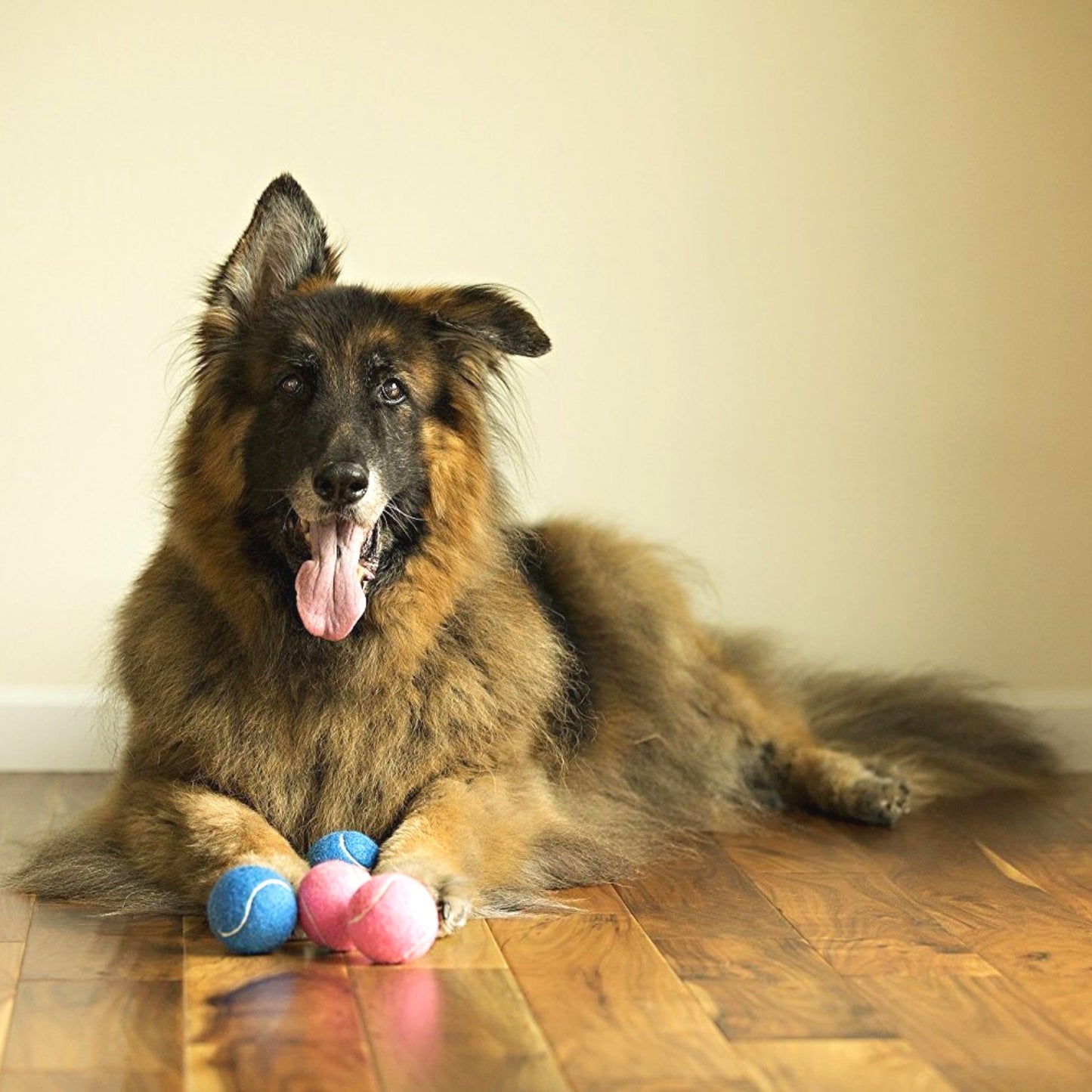 Midlee Blue Happy Birthday Dog Tennis Balls