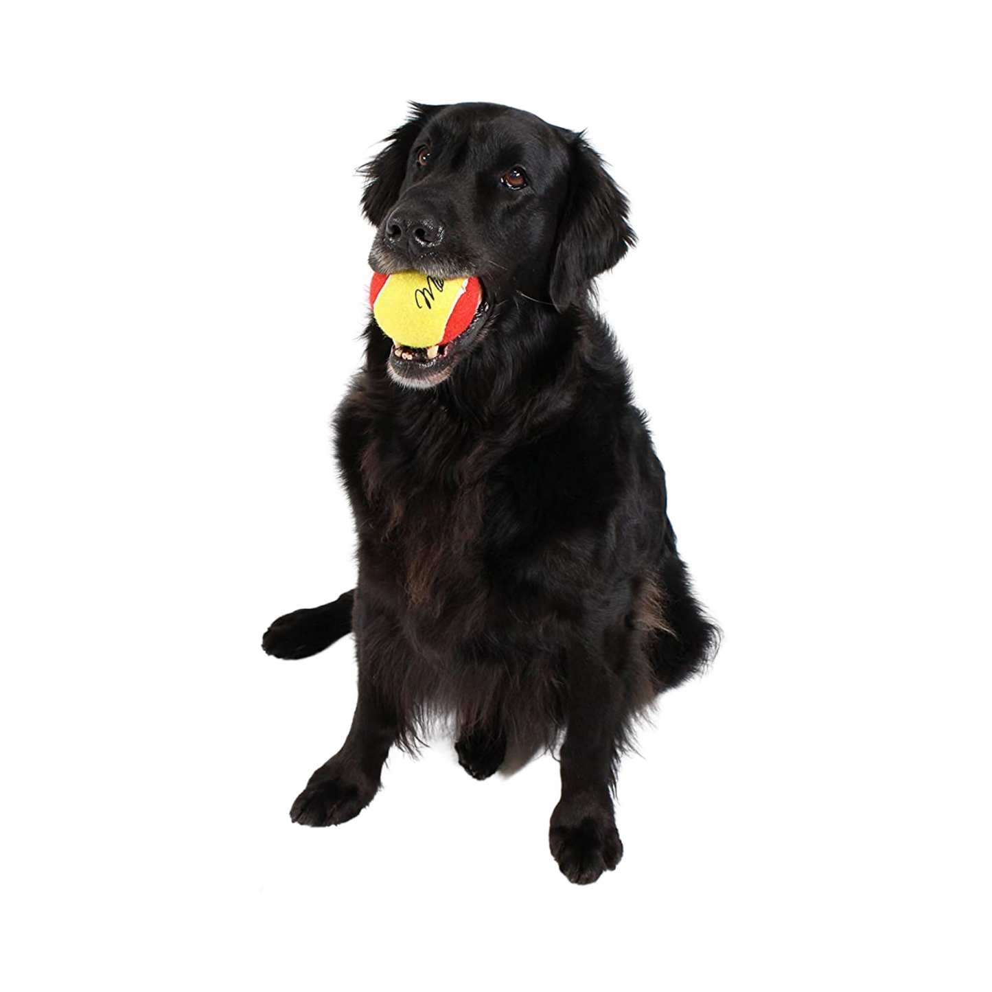 Midlee 3 Inch Large Tennis Balls for Dogs, Pack of 4 Durable Toy Balls