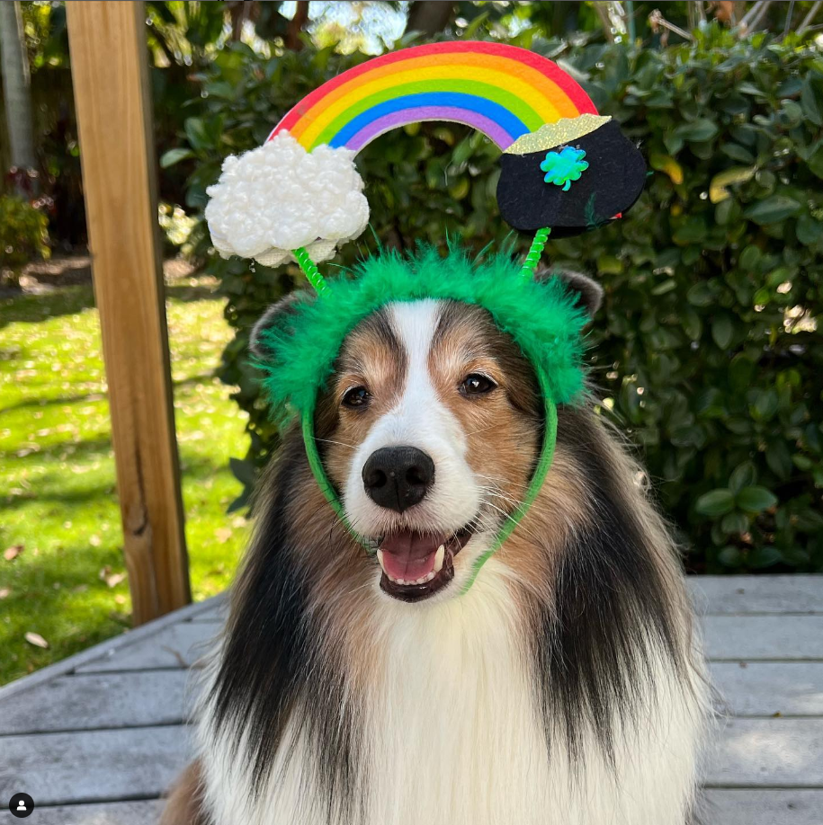 Midlee St. Patrick's Rainbow Pot of Gold Dog Headband