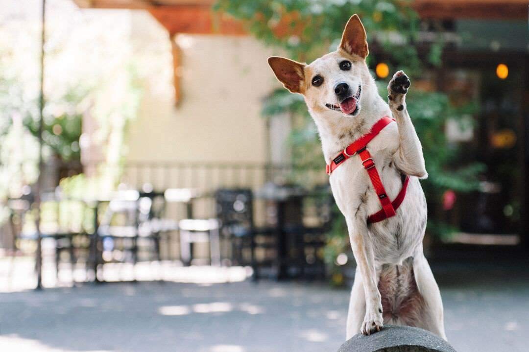 Freedom No-Pull Dog Harness Small 5/8" Black (Leash Sold Separately)