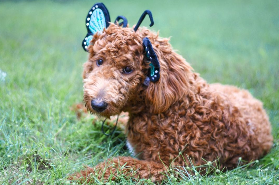 Midlee Blue Butterfly Headband Halloween Dog Costume