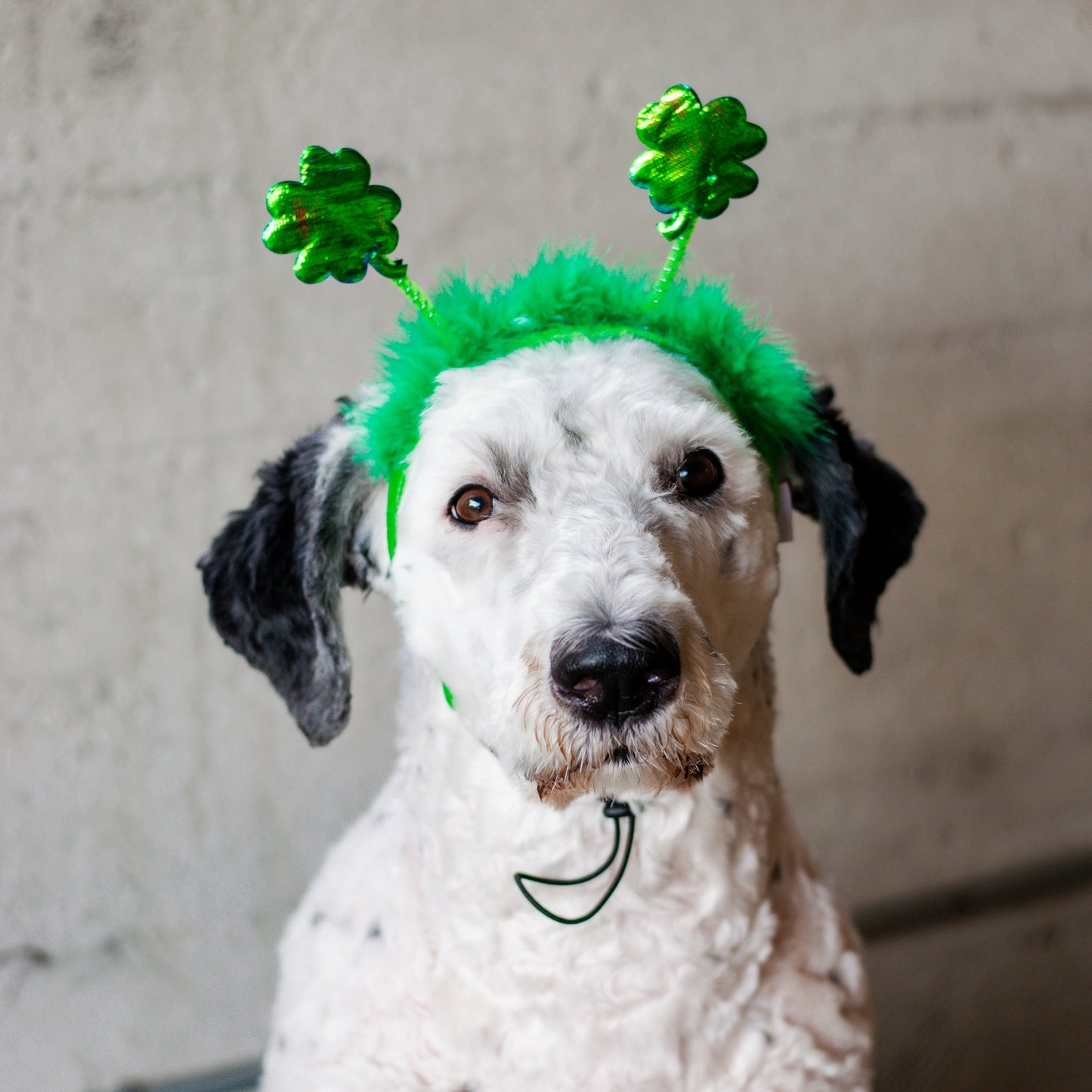 Midlee St. Patrick's Day Shamrock Dog Headband