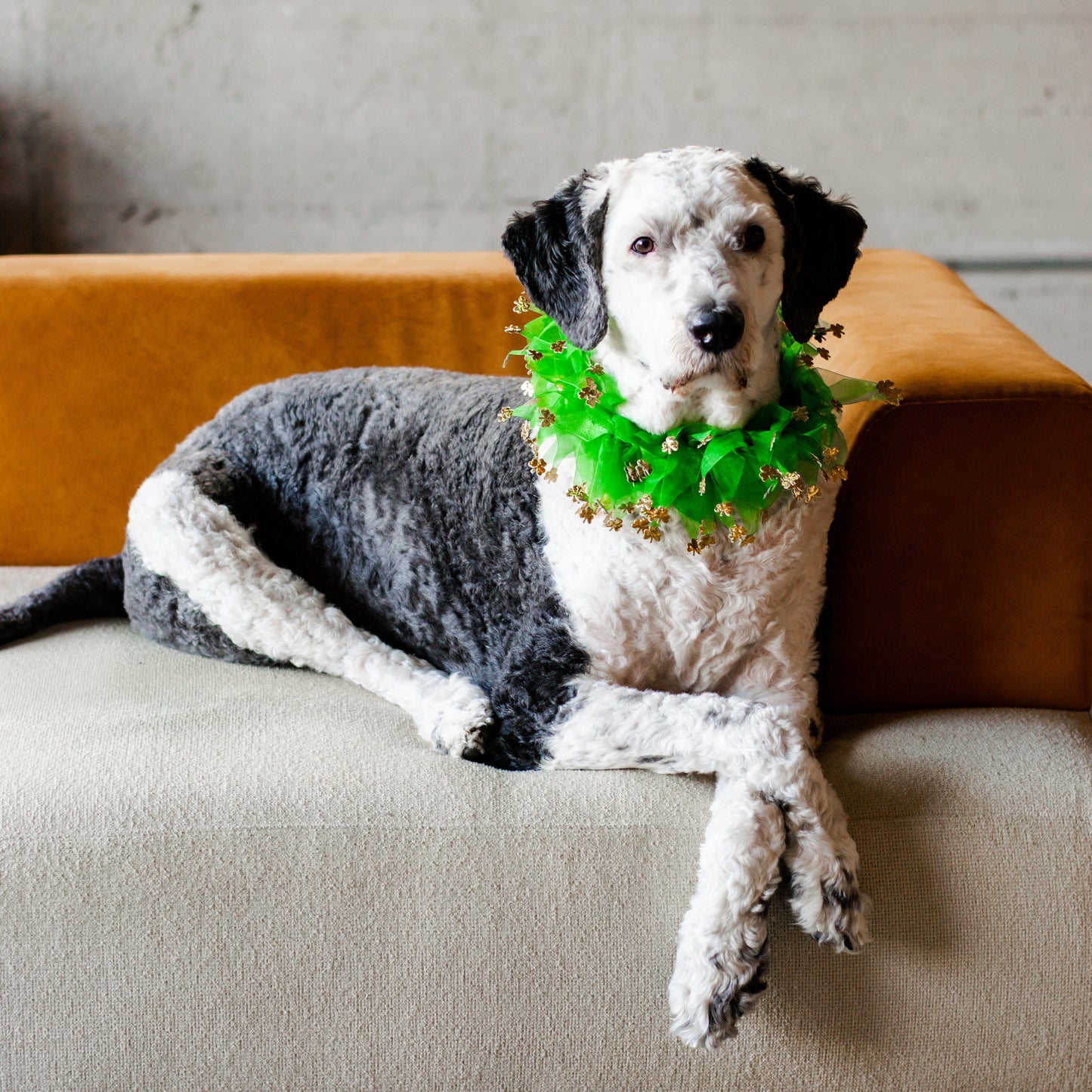 Midlee St. Patrick's Day Shamrock Decorative Dog Collar