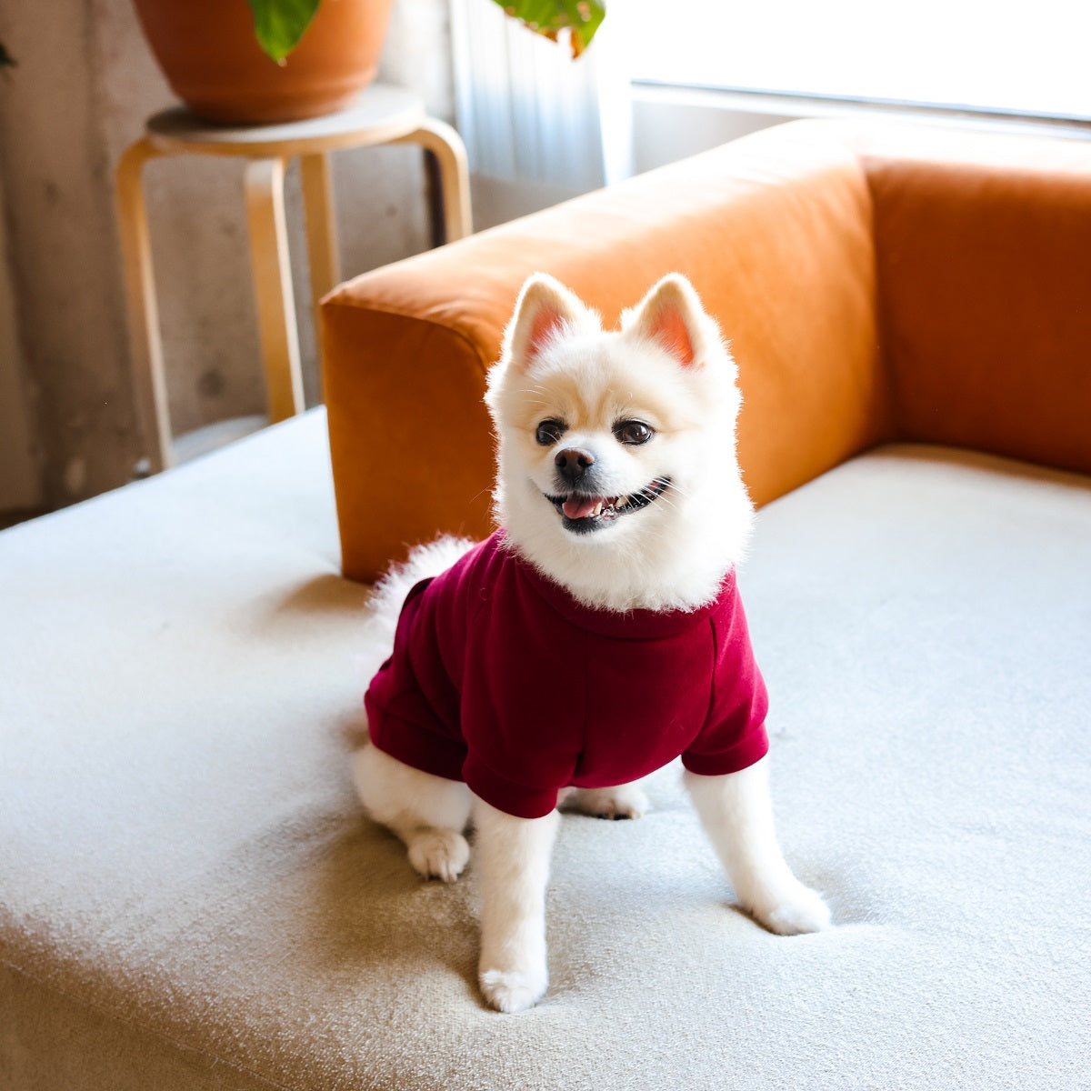 Midlee Burgundy Dog Sweatshirt
