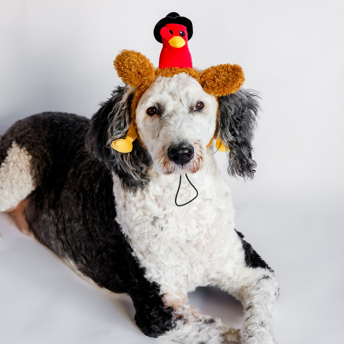 Midlee Pilgrim Turkey Thanksgiving Dog Headband
