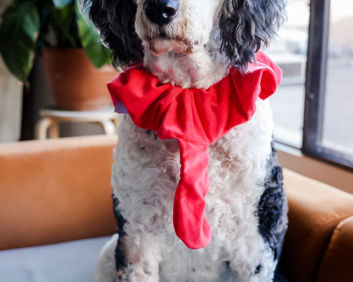 Midlee Turkey Beard Tail Thanksgiving Dog Costume – Midlee Designs