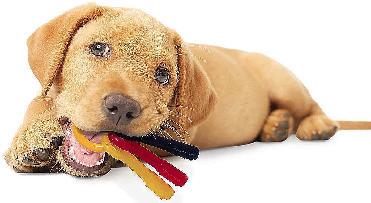 Nylabone Puppy Chew Teething Keys Chew Toy - X Small