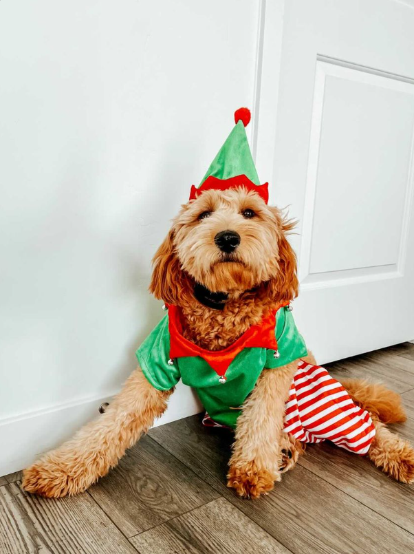Midlee Dog Elf Costume