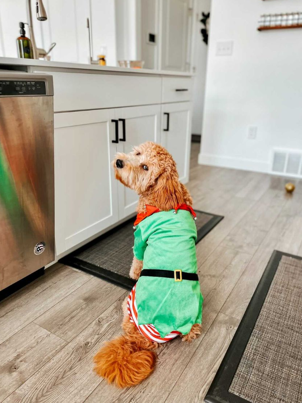 Golden Retriever Elf Costumes For Dogs Golden Retrievers Dressed Up As Santa And Elf For Christmas Golden Retriever Elf Costumes For Dogs Golden Retrievers Dressed Up As Santa And Elf For Christmas