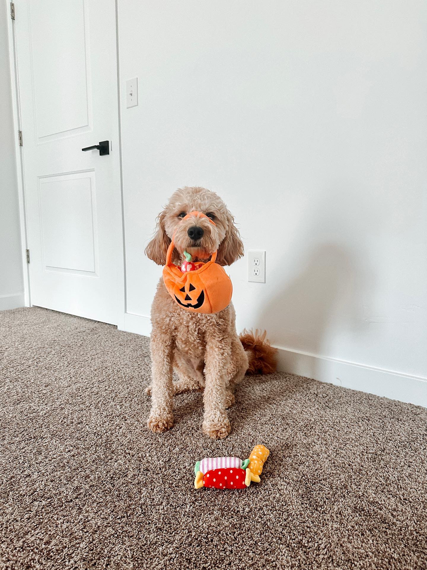 Midlee Find a Toy Halloween Pumpkin Bucket Dog Toy