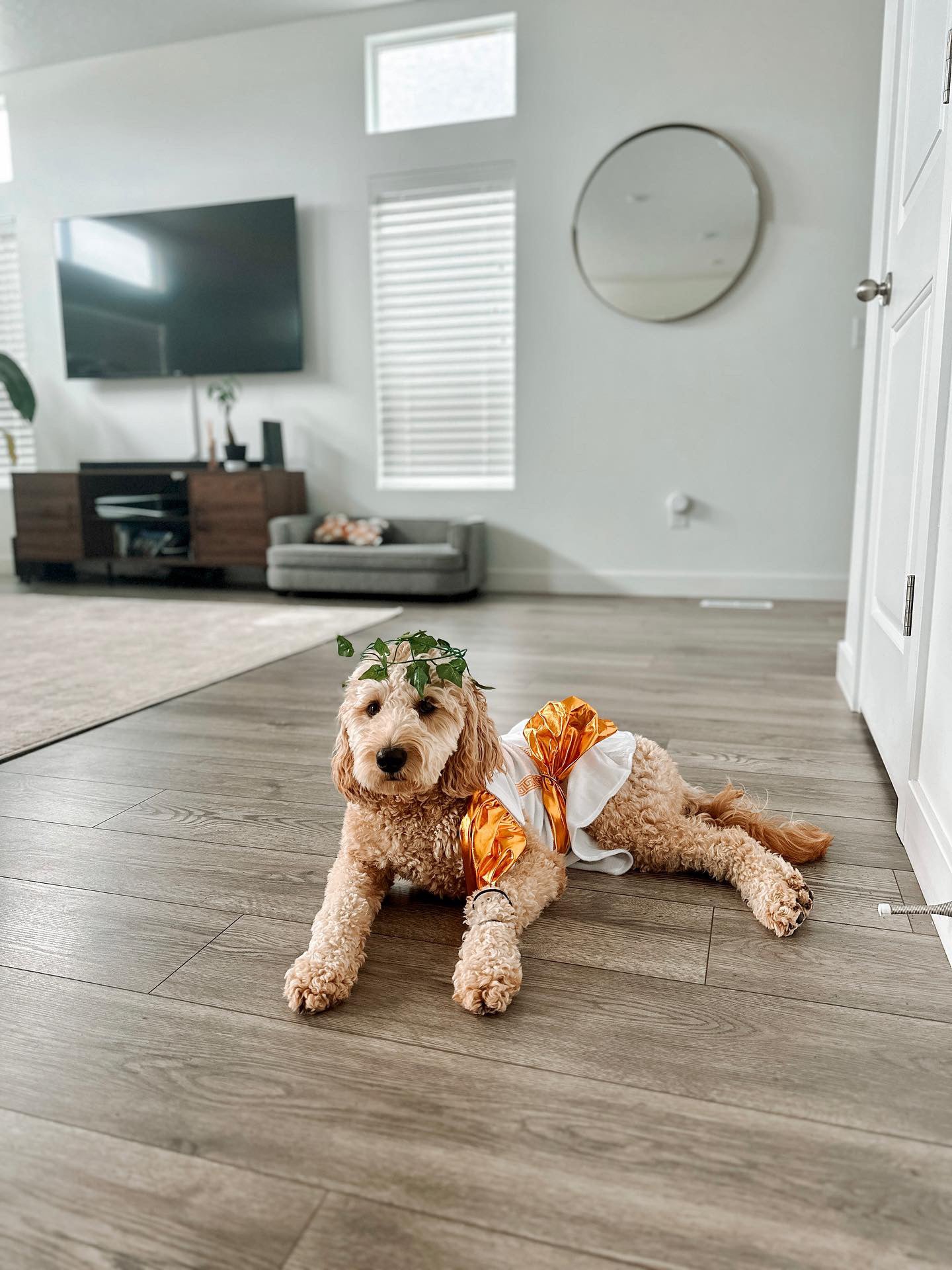 Midlee Toga Dog Costume
