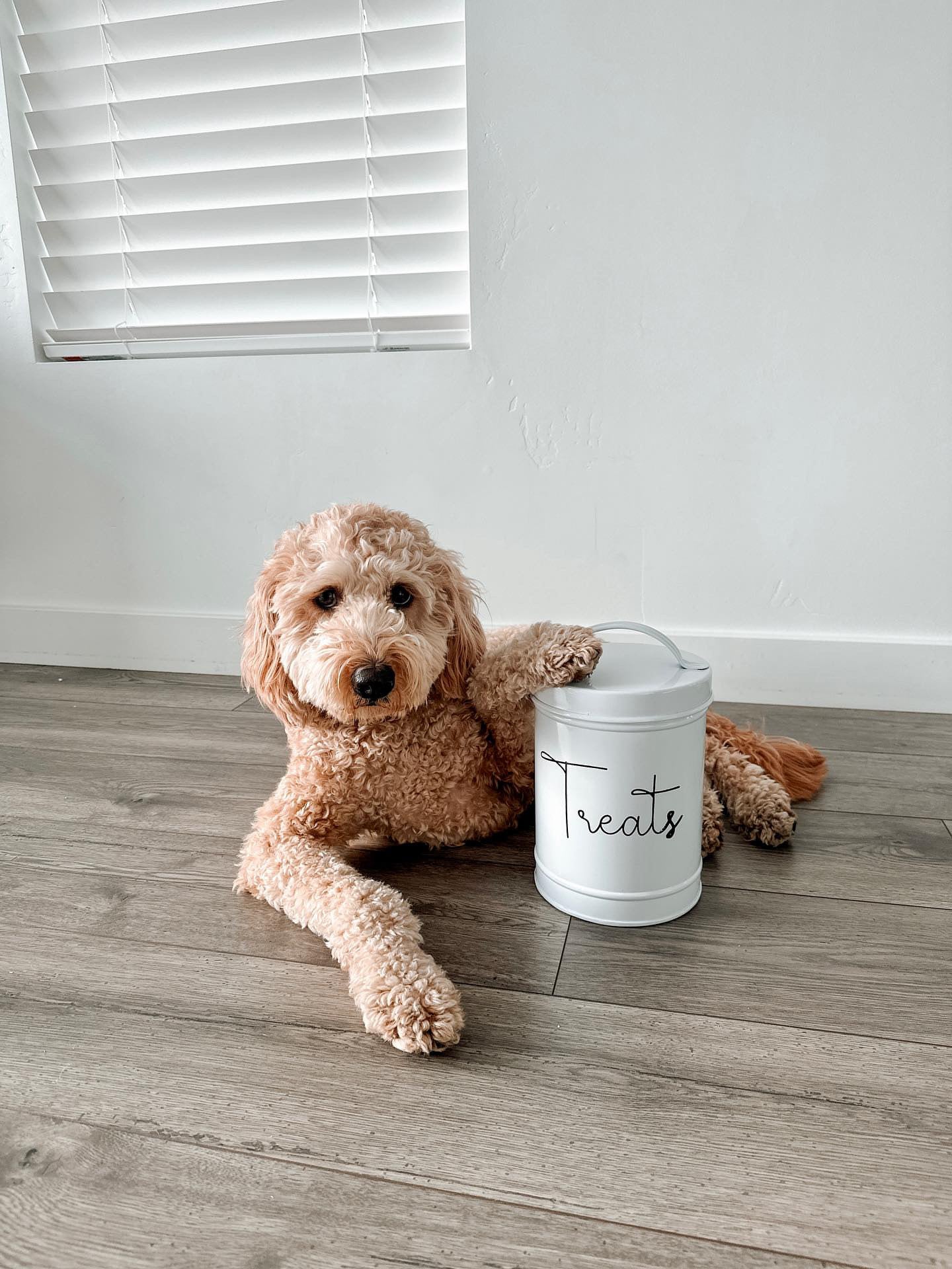 Metal dog food bin sale