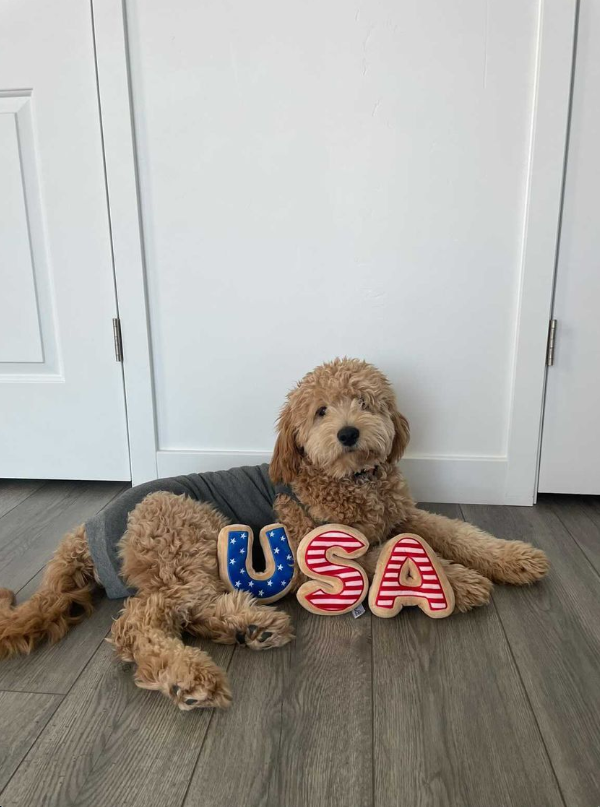 USA Sugar Cookie Dog Toy - 4th of July, Memorial Day, Patriotic Pet Plush Squeak Toys