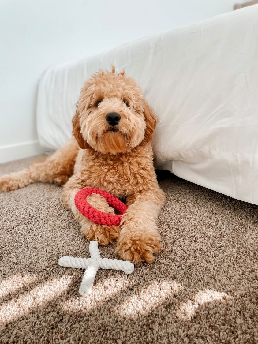Midlee XO Valentine's Rope Dog Toy