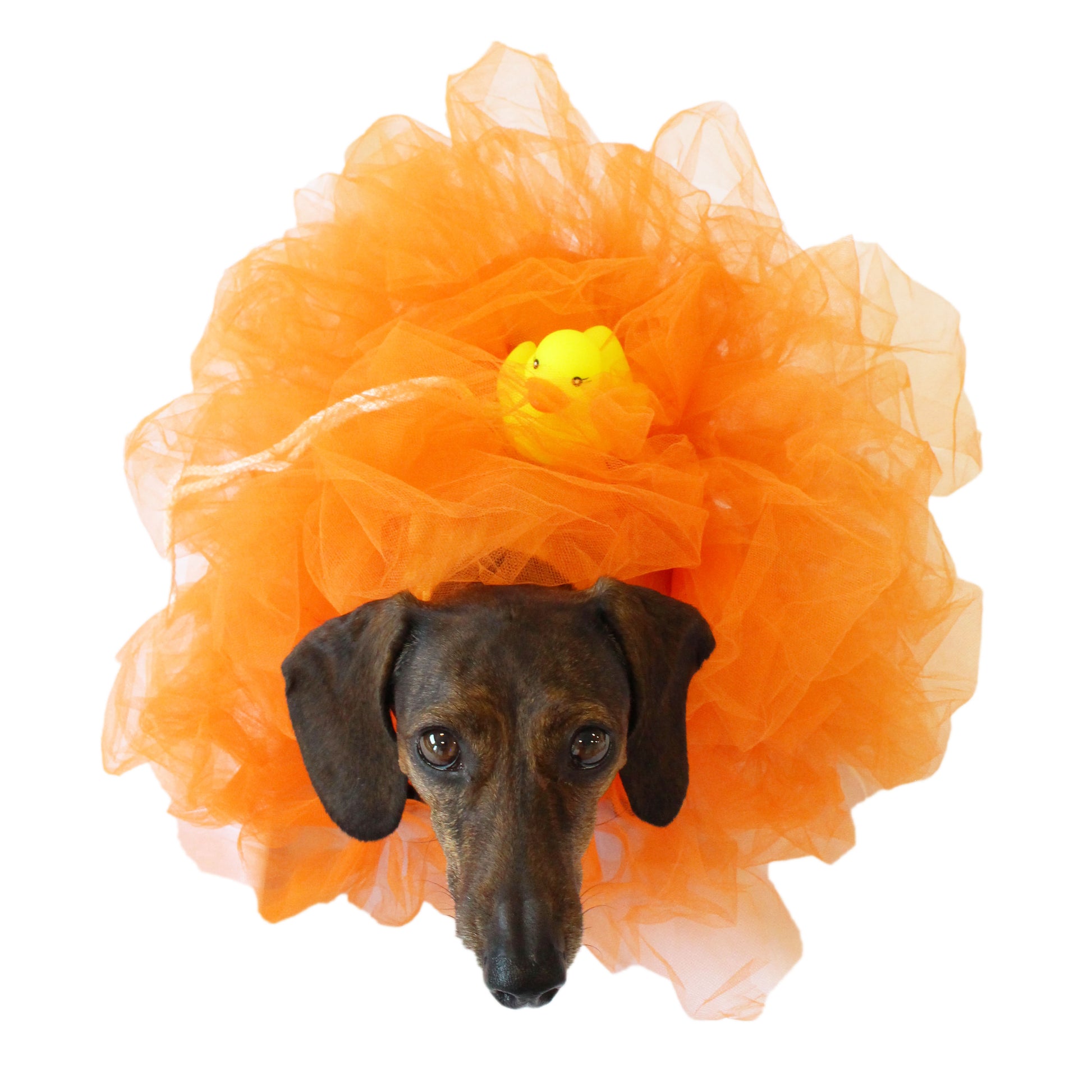 orange dog dress Summer Dog Dress for Small Dogs