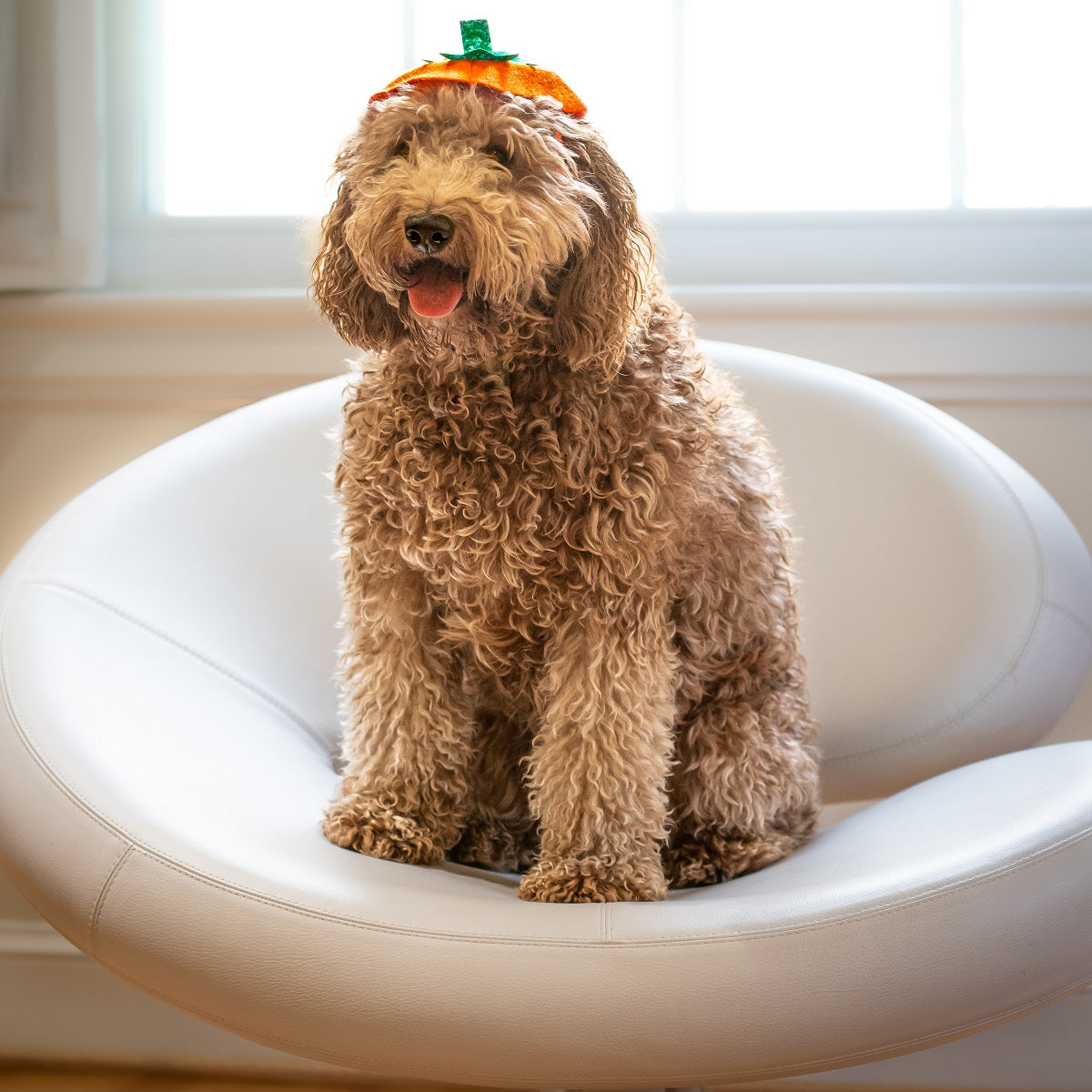 Midlee Dog Pumpkin Headband Halloween Costume