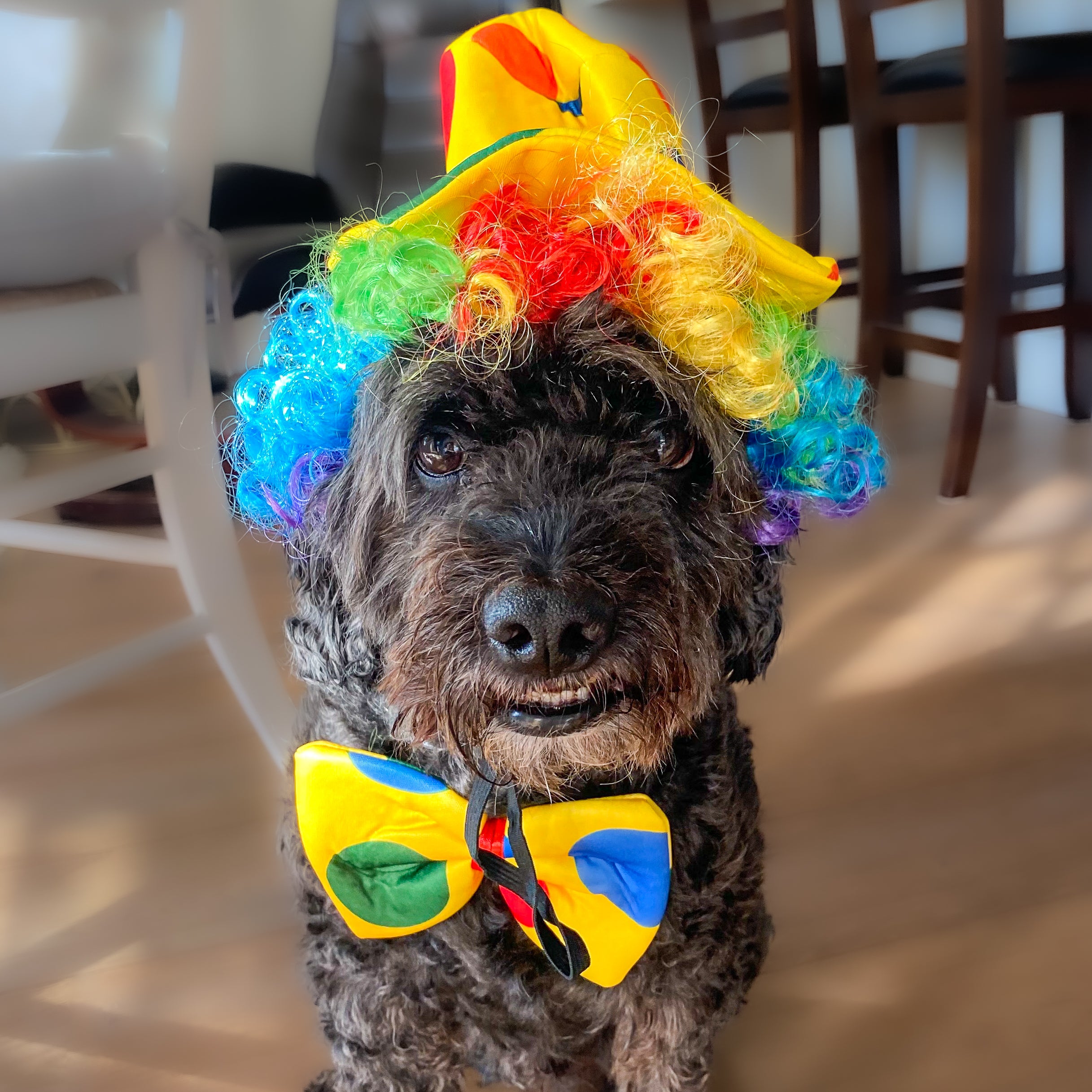 Midlee Clown Dog Costume Hat Wig Bowtie