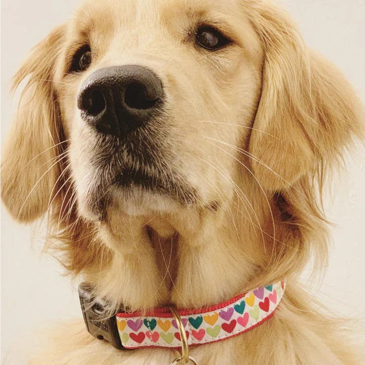 Up Country Pop Hearts Dog Collar - Small  (9 to 15 Inches) 1 Inch Wide Width